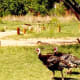 Wild Turkeys in Palo Duro Canyon