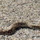 A rattlesnake we saw on the road in Palo Duro Canyon.