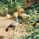 African Crowned Cranes and Chilean flamingos at Silver Springs, Florida