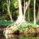 Note the monkey in the tree at Silver Springs, Florida.
