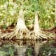 Can you visualize Tarzan in this setting? Silver Springs, Florida