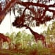 Giraffes roam freely here as well as other animals like zebras, llamas, etc. Silver Springs, Florida