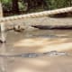Alligators at Silver Springs, Florida