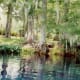 Look at that crystal clear water in Silver Springs, Florida!