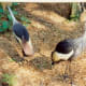 African Crowned Cranes at Silver Springs, Florida