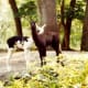 Some twin llamas at Silver Springs, Florida