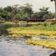 This vegetation floating on the water with a yellow hue is called water lettuce.