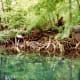 Look for the monkey and bird in this photo. Silver Springs, Florida