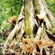 Many monkeys on this island living freely in a natural habitat at Silver Springs, Florida.