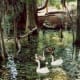 Silver Springs in Florida
