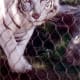 One of Siegfried & Roy's White Striped Tigers at the Mirage