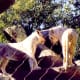 White lions at Mirage Hotel