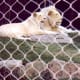 White Lions of Timbavati at Mirage Hotel