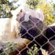 White Lion of Timbavati in repose at Mirage Hotel