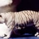 White Striped Tiger at Mirage Hotel