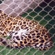 Snow Leopard at Mirage Hotel