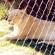 White lion at Mirage Hotel