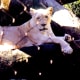 White lion at Mirage Hotel