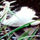 White swan on the Salado Creek alongside Los Patios