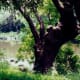 Old oak tree along the Salado Creek at Los Patios