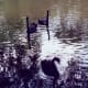 Black swans on the Salado Creek running alongside Los Patios