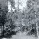 "Hill & woods right behind our cabin"