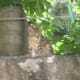 The Pretty Kitten!