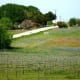 Looking back at Salem Road from Pleasant Hill Winery with wildflowers in bloom.
