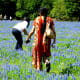 Field of Bluebonnets