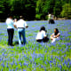 People enjoying the bluebonnets