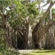 gorgeous Banyan tree at Hugh Taylor Birch State Recreation Area
