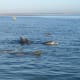 Dolphins at Monkey Mia
