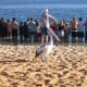 Friendly Pelican at Monkey Mia