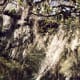 Spanish moss hanging from the trees at Maclay Gardens
