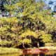 Maclay Gardens scenery