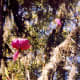 Spanish Moss at Maclay Gardens