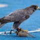 The U.S. Air Force Academy (USAFA) mascot, Apollo, sits on the lure after completing a halftime show during the USAFA Falcons football game against the Idaho State Bengals at Falcon Stadium in Colorado Springs, Colo., Sept. 1, 2012.