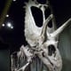 The Pentaceratops, the Guinness World Record holder for the Largest Dinosaur Skull ever Discovered.