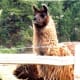 The llamas seemed as curious to look at us as we did at them!