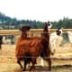 Lots of llamas!