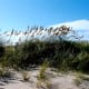 Sea Oats protecting the sand dunes, Cape Hatteras National Seashore, NC Outer Banks