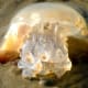 Jelly fish found on the beach in the winter.