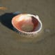 Shell on the beach