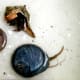 Hermit crabs are sometimes found in abandoned shells.