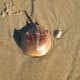 Horseshoe crab found on the beach.