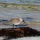 Sanderling on Padre island National Seashore.