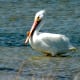 White Pelican at Padre Island National Seashore