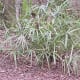 Oklahoma Palm Trees: The Needle Palm