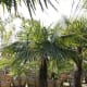 Oklahoma Palm Trees: The Chinese Windmill Palm Tree