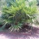 Oklahoma Palm Trees: The Needle Palm